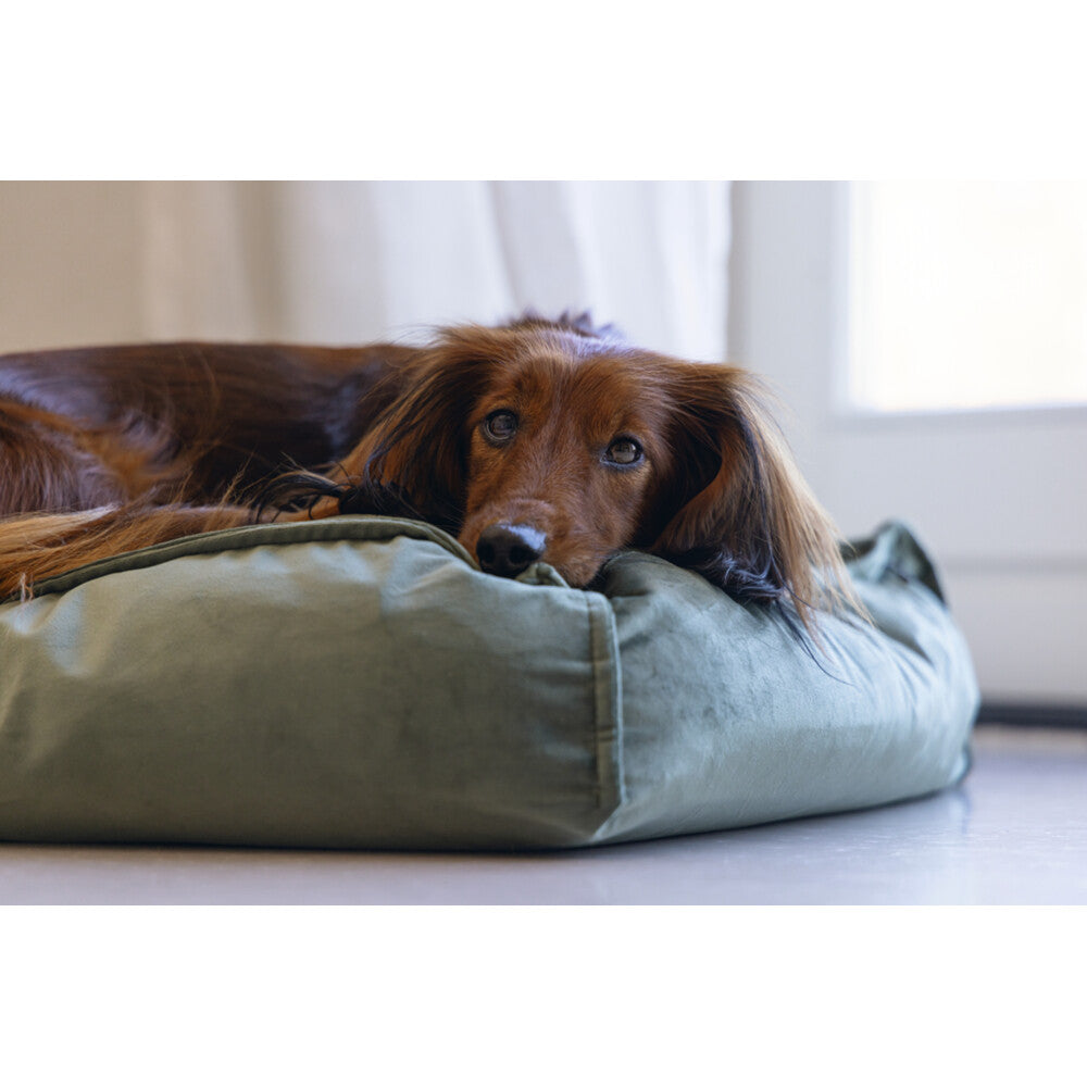  Designed By Lotte Ligkussen Nalino Hond Groen