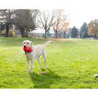 Chuckit! Chuckit Fumble Fetch Small