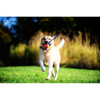 Chuckit! Chuckit Ultra Tug Large