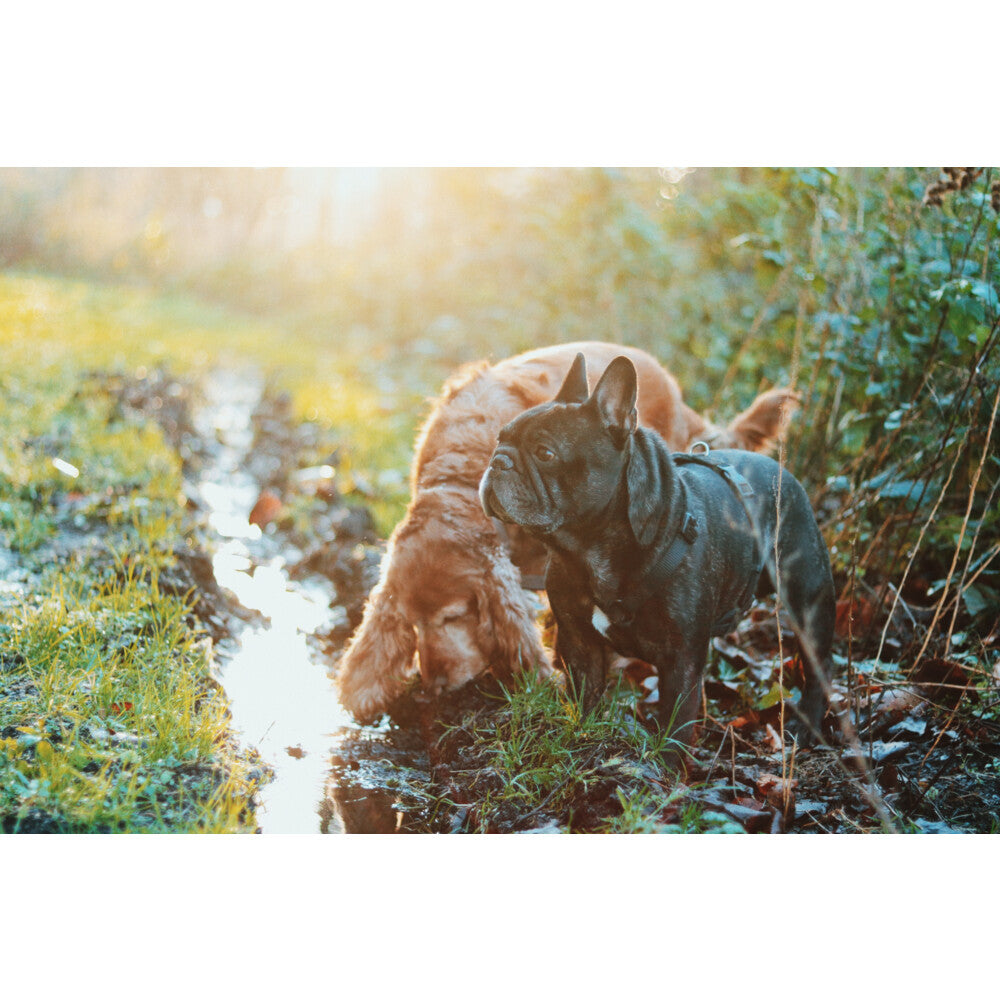  Edgard & Cooper Hondenvoer Puppy Scharrelkip - Scharreleend
